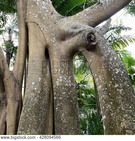 A Unique Banyon Tree Trunk Found At A Botanical Garden