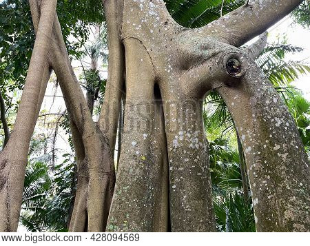 A Unique Banyon Tree Trunk Found At A Botanical Garden