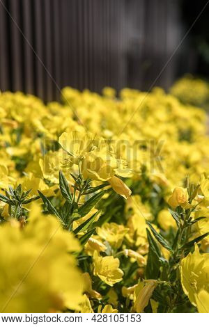 Enotera - Yellow Flowers Is Flowering In Summer