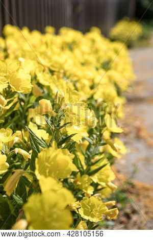 Enotera - Yellow Flowers Is Flowering In Summer