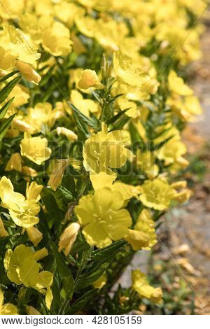 Enotera - Yellow Flowers Is Flowering In Summer