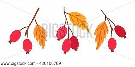 Set Of Twigs With Rose Hips And Golden Leaves Isolated On White Background. Vector Hand-drawn Illust