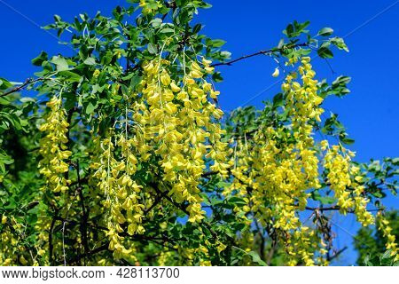 Tree With Many Yellow Flowers And Buds Of Laburnum Anagyroides, The Common Laburnum, Golden Chain Or