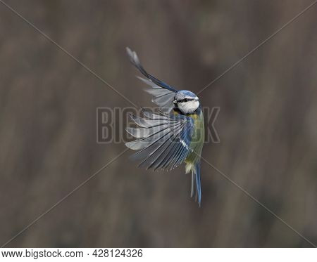 Blue Tit Frozen In Flight With Wings Spread And Eye Contact