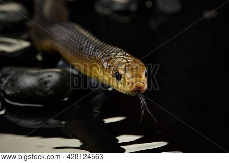 Drymarchon On The Background Of Cameos, Fog. Snake Art