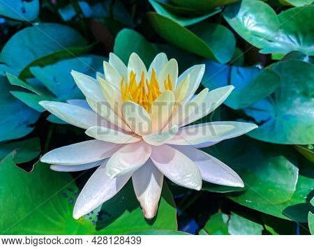 Lotus Flower (lotus Or Nelumbo)