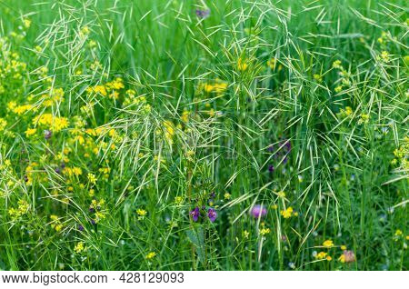 Beautiful Summer Floral Background With Delicate Yellow And Purple Flowers Close-up On Meadow In Gra