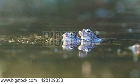 Two Frogs Mating In A Reflective Pond