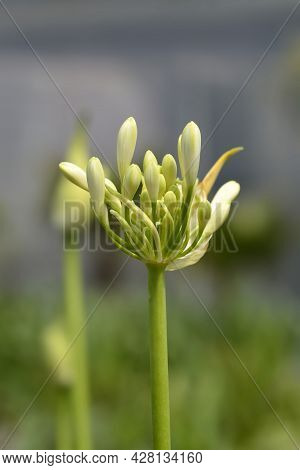 African Lily Amourette White Flower Buds - Latin Name - Agapanthus Amourette White