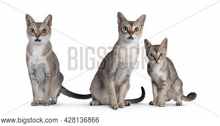 Senior, Young Adult And Kitten Singapura Cat, Sitting On A Row. All Looking Towards Camera. Isolated