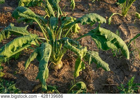 Close-up Of A Field With Half-dried Sugar Beet On A Hot Sunny Summer Day. The Concept Of Crop Dewate