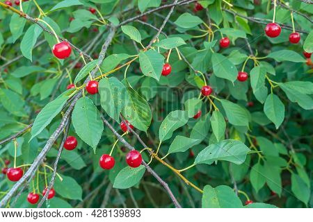Close-up Of A Tree With Cherries That Ripen In The Summer Season