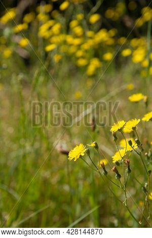 Rough Hawksbeard (crepis Biennis) Plant Blooming In A Meadow