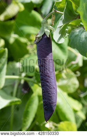 Fresh pod Blue Schokker hanging on a plant in the garden close up