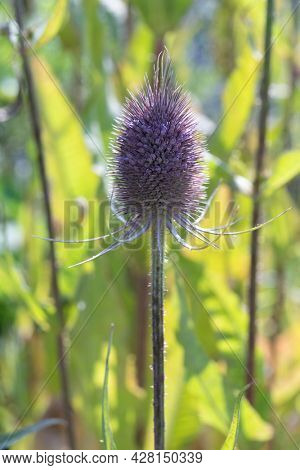 Fresh purple flowering Dipsacus teasel close up in the garden 