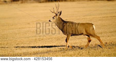 Mule deer or buck male animal in wilderness with antlers horms in field