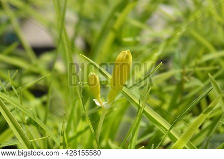 Daylily Stella De Oro Flower Buds - Latin Name - Hemerocallis Stella De Oro