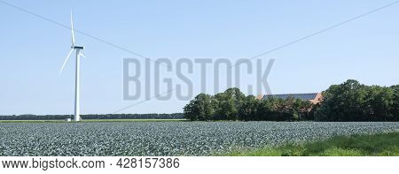 Red Cabbage Field With Wind Turbine And Farm In Wieringermeer Under Blue Sky Ibn The Netherlands