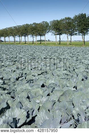 Red Cabbage Field Under Blue Summer Sky In Dutch Province Of Noord Holland Under Blue Summer Sky In 