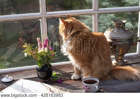 Red Fluffy Cat Sitting On The Terrace Table In The Country House And Looking Into The Window In Summ