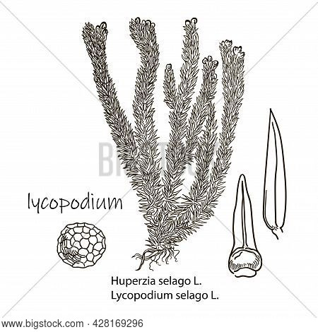 Huperzia Selago.herbaceous Plant Listed In The Red Book.very Poisonous.isolated Drawing.medicine.nat