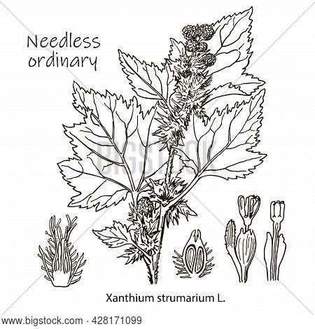 Outline Drawing Of A Needless. A Plant Hand Drawing. Black And White Flowers And Leaves. Botanical V
