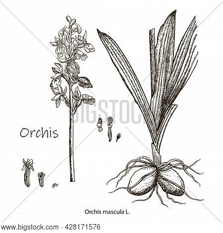 Vector Images Of Medicinal Plants. Detailed Botanical Illustration For Your Design. Biological Addit