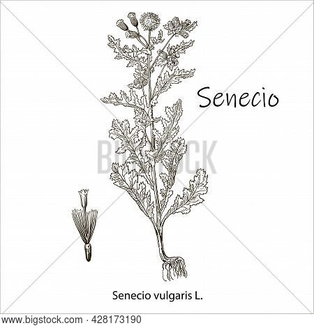 Senecio Vulgaris. Vector Hand Drawn Herb. Botanical Plant Illustration. Vintage Medicinal Herb Sketc