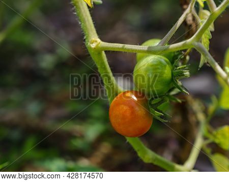 Cherry Tomatoes (solanum Lycopersicum Var. Cerasiforme) Still On The Tree With Other Fruits Around, 