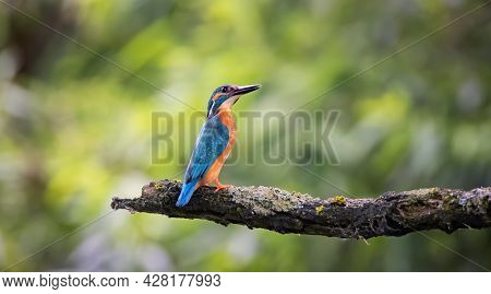 The Kingfisher Sits On A Branch And Looks Out For Its Prey