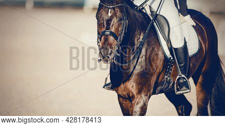 Equestrian Sport. Portrait Sports Stallion In The Double Bridle.the Legs Of The Rider In The Stirrup