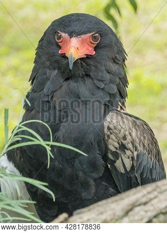Bateleur (terathopius Ecaudatus) Looks One In The Eye