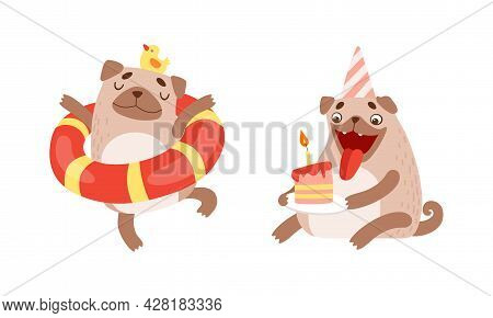 Funny Pug Dog With Curled Tail And Light Brown Coat In Rubber Ring And Eating Birthday Cake Vector S