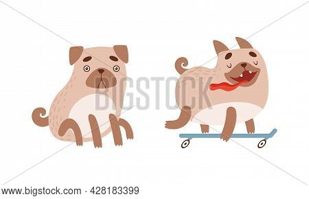 Funny Pug Dog With Curled Tail And Light Brown Coat Sitting And Skateboarding Vector Set