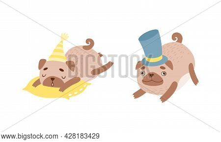 Funny Pug Dog With Curled Tail And Light Brown Coat Sleeping On Pillow And Wearing Top Hat Vector Se