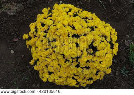 Globose Bush Of Yellow Chrysanthemums In Bloom In October