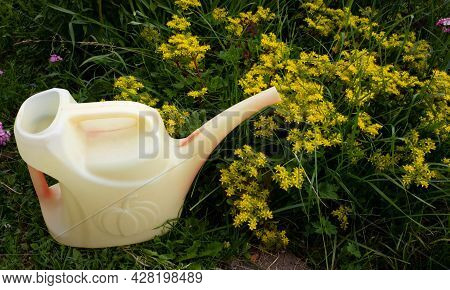 A White Faded Watering Can Stands Near A Bed Of Yellow Flowers Ochitok