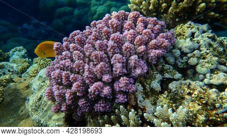 Stony Coral Rasp Coral, Or Cauliflower Coral, Knob-horned Coral (pocillopora Verrucosa) Undersea, Re
