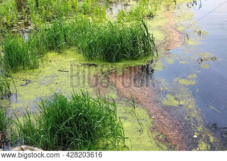 Pond Edge Covered In Green Duckweed Plant