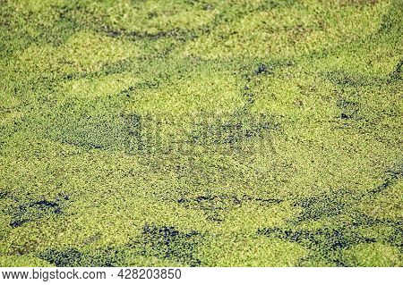 The Top Of Pond Water Covered In Duckweed