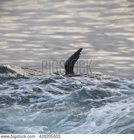 A Seal Swimming In Water Next To The Ocean