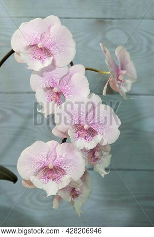 Phalaenopsis Orchid, White Speckled Biglip, Queen Kiss, Against A Blue Background, Selective Focus, 