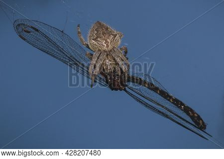 Spider Capturing A Dragonfly On A Spider Web