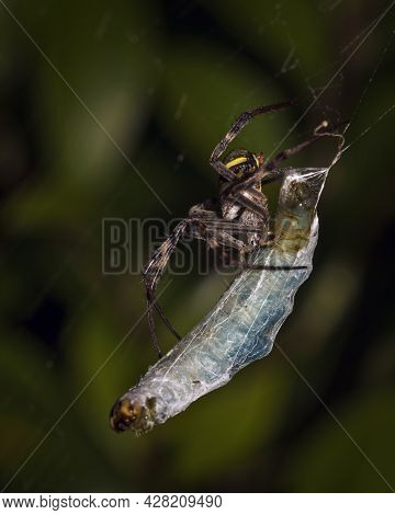 A Close Up Of A Spider With Prey