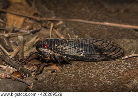 Macro Photo Of Cicada On The Ground At Night