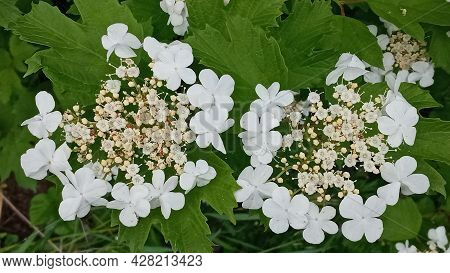 Kalina Flowers. Viburnum Opulus In Russia The Viburnum Fruit Is Called Kalina And Is Considered A Na