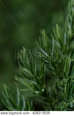Natural Green Background With Green Juniperus Formosana.
