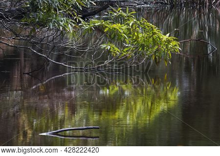 Reflection Of A Tree In A Pond Next To A Body Of Water