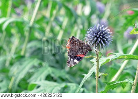 Blooming Lilac Echinops Or Thistle Flower (echinops Ritro) With Butterfly Monarch.