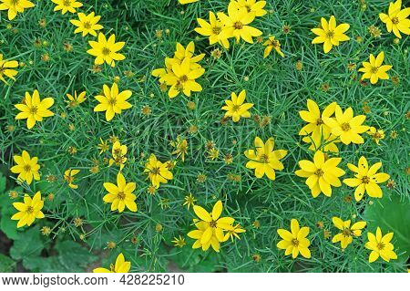 Blooming Yellow Coreopsis (coreopsis Lanceolata) In The Summer Garden.